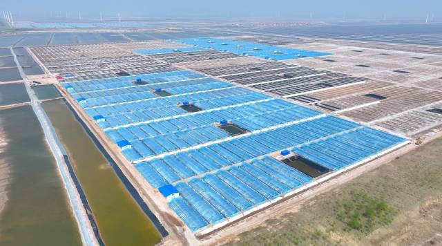 国联水产：持续推动中国对虾 &ldquo;全球买、全球卖&rdquo;，构建产业发展新格局